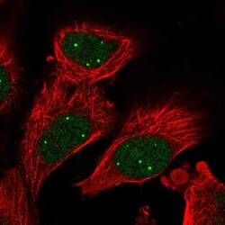 PAC2 Antibody, Novus Biologicals:Antibodies:Primary Antibodies